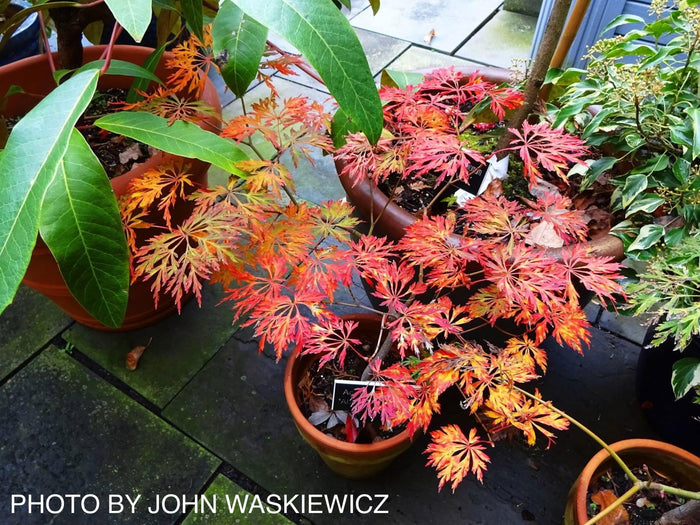 - Acer japonicum 'Abby’s Weeping' Dwarf Full Moon Japanese Maple - Mr Maple │ Buy Japanese Maple Trees