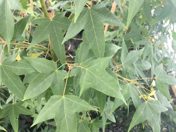 - Acer oliverianum ssp oliverianum Go Wild! Wild Collected Chinese Maple - Mr Maple │ Buy Japanese Maple Trees
