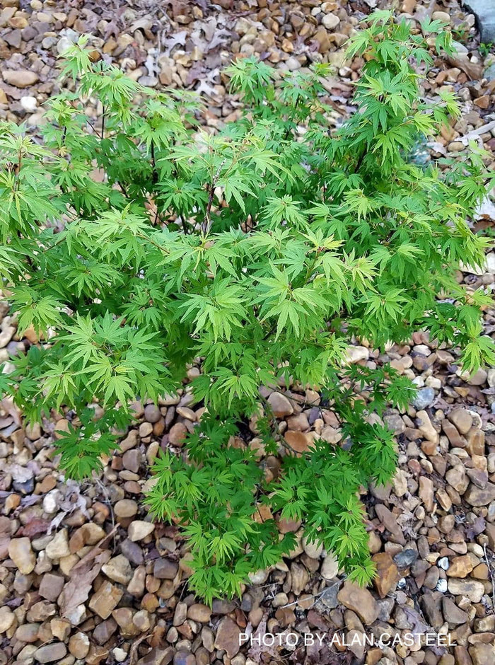 - Acer palmatum 'Akita yatsubusa' Dwarf Japanese Maple - Mr Maple │ Buy Japanese Maple Trees