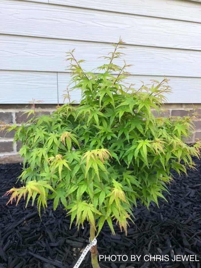 - Acer palmatum 'Akita yatsubusa' Dwarf Japanese Maple - Mr Maple │ Buy Japanese Maple Trees