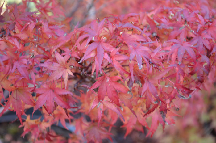 - Acer palmatum 'Akita yatsubusa' Dwarf Japanese Maple - Mr Maple │ Buy Japanese Maple Trees