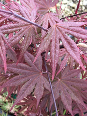- Acer palmatum 'Crimson Prince' Dark Red Japanese Maple - Mr Maple │ Buy Japanese Maple Trees