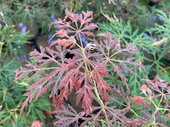 - Acer palmatum 'Elmwood Spreader' Weeping Japanese Maple - Mr Maple │ Buy Japanese Maple Trees