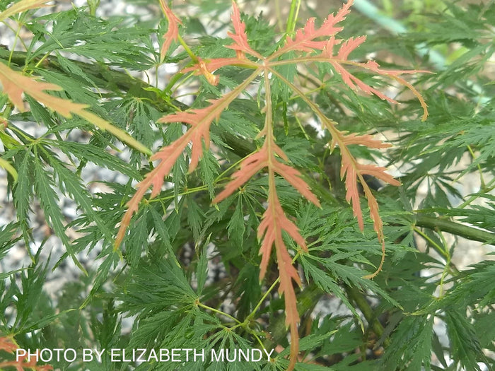 - Acer palmatum 'Elmwood Spreader' Weeping Japanese Maple - Mr Maple │ Buy Japanese Maple Trees