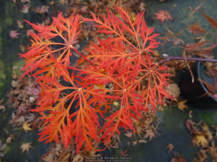- Acer palmatum 'Emma' Weeping Japanese Maple - Mr Maple │ Buy Japanese Maple Trees