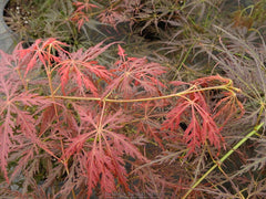 - Acer palmatum 'Emma' Weeping Japanese Maple - Mr Maple │ Buy Japanese Maple Trees