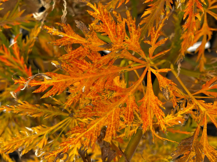 - Acer palmatum 'Emma' Weeping Japanese Maple - Mr Maple │ Buy Japanese Maple Trees