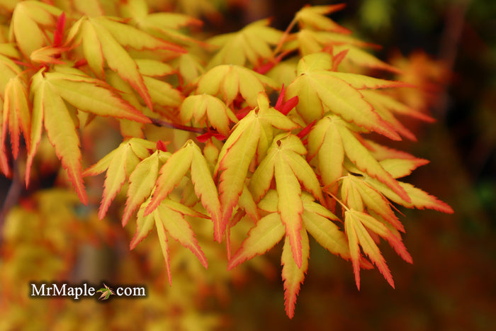 - Acer palmatum 'Golden Falls' Weeping Golden Japanese Maple - Mr Maple │ Buy Japanese Maple Trees