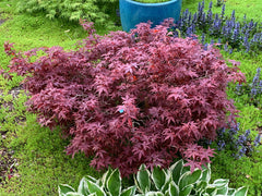 - Acer palmatum 'Hime shojo' Dwarf Red Japanese Maple - Mr Maple │ Buy Japanese Maple Trees
