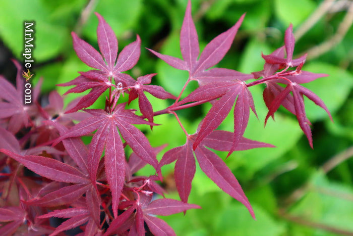 - Acer palmatum 'Hime shojo' Dwarf Red Japanese Maple - Mr Maple │ Buy Japanese Maple Trees