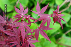 - Acer palmatum 'Hime shojo' Dwarf Red Japanese Maple - Mr Maple │ Buy Japanese Maple Trees