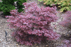 - Acer palmatum 'Hime shojo' Dwarf Red Japanese Maple - Mr Maple │ Buy Japanese Maple Trees