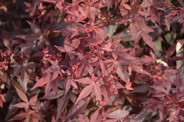 - Acer palmatum 'Hime shojo' Dwarf Red Japanese Maple - Mr Maple │ Buy Japanese Maple Trees
