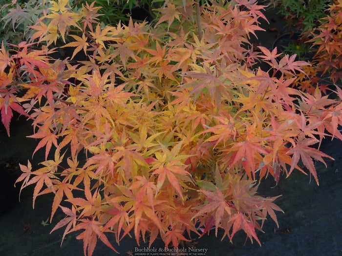 - Acer palmatum 'Hino tori nishiki' Japanese Maple - Mr Maple │ Buy Japanese Maple Trees
