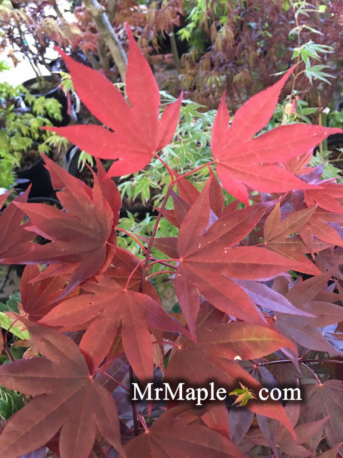 - Acer palmatum 'Italy Red' Bright Red Japanese Maple - Mr Maple │ Buy Japanese Maple Trees