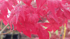 - Acer palmatum 'Japanese Lanterns' Japanese Maple - Mr Maple │ Buy Japanese Maple Trees