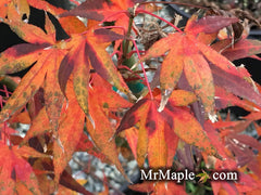 - Acer palmatum 'Marjan' Hardy Red Japanese Maple - Mr Maple │ Buy Japanese Maple Trees