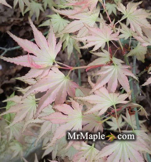 - Acer palmatum 'Peter's Choice' Japanese Maple - Mr Maple │ Buy Japanese Maple Trees