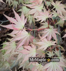 - Acer palmatum 'Peter's Choice' Japanese Maple - Mr Maple │ Buy Japanese Maple Trees