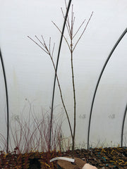 - Acer palmatum 'Peter's Choice' Japanese Maple - Mr Maple │ Buy Japanese Maple Trees