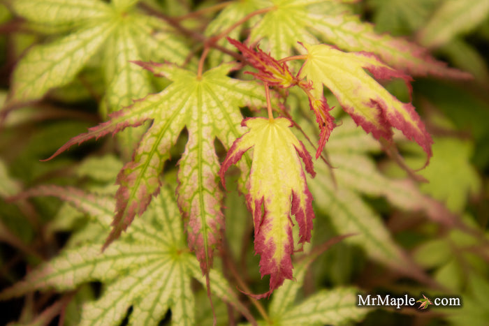 - Acer palmatum 'Phantom Flame' Japanese Maple - Mr Maple │ Buy Japanese Maple Trees