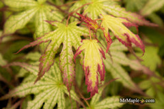 - Acer palmatum 'Phantom Flame' Japanese Maple - Mr Maple │ Buy Japanese Maple Trees