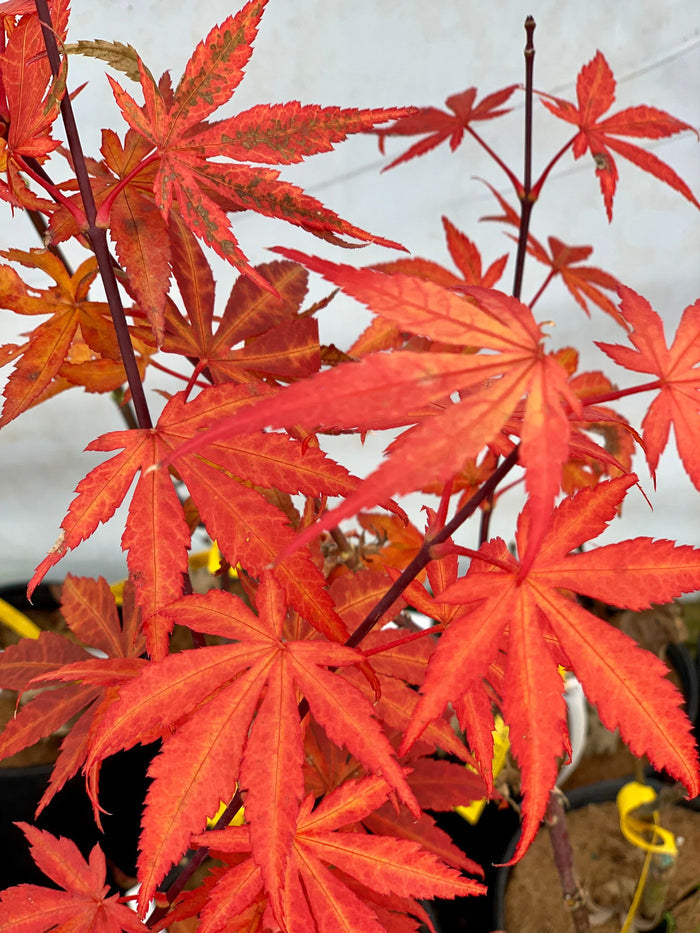 - Acer palmatum 'Red Delight' Japanese Maple - Mr Maple │ Buy Japanese Maple Trees