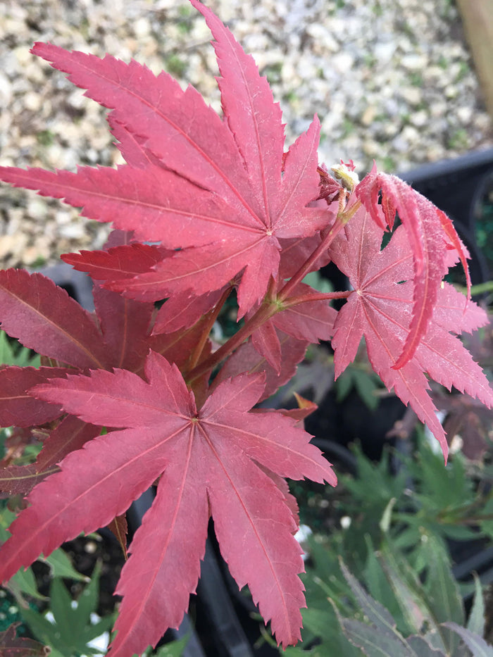 - Acer palmatum 'Red Delight' Japanese Maple - Mr Maple │ Buy Japanese Maple Trees