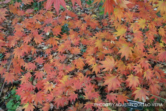 - Acer palmatum 'Sharon' Japanese Maple - Mr Maple │ Buy Japanese Maple Trees