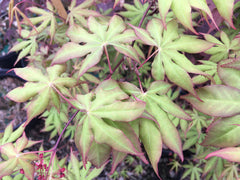 - Acer palmatum 'Shine Bright' Japanese Maple - Mr Maple │ Buy Japanese Maple Trees