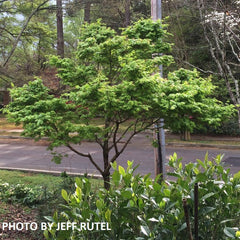 - Acer palmatum 'Tobiosho' Japanese Maple - Mr Maple │ Buy Japanese Maple Trees