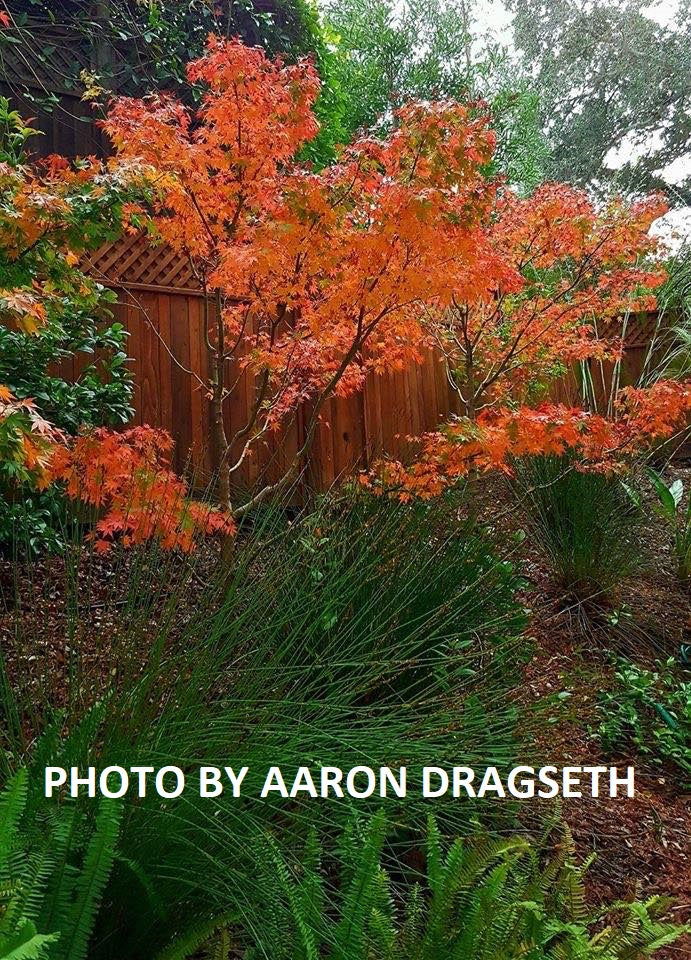 - Acer palmatum 'Tobiosho' Japanese Maple - Mr Maple │ Buy Japanese Maple Trees