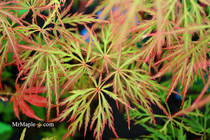 - Acer palmatum 'Vertree's Collection' Japanese Maple - Mr Maple │ Buy Japanese Maple Trees
