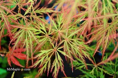 - Acer palmatum 'Vertree's Collection' Japanese Maple - Mr Maple │ Buy Japanese Maple Trees