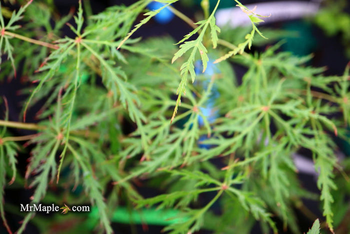 - Acer palmatum 'Vertree's Collection' Japanese Maple - Mr Maple │ Buy Japanese Maple Trees