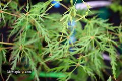 - Acer palmatum 'Vertree's Collection' Japanese Maple - Mr Maple │ Buy Japanese Maple Trees