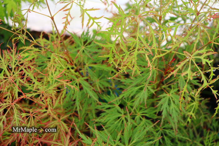 - Acer palmatum 'Vertree's Collection' Japanese Maple - Mr Maple │ Buy Japanese Maple Trees
