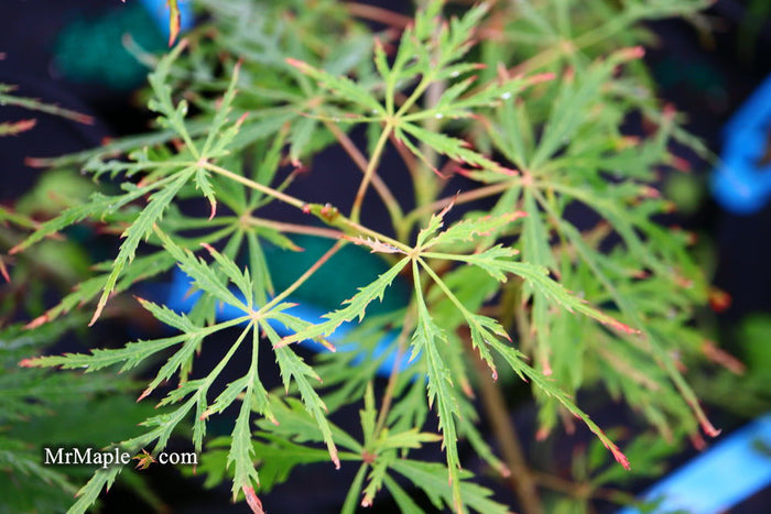 - Acer palmatum 'Vertree's Collection' Japanese Maple - Mr Maple │ Buy Japanese Maple Trees