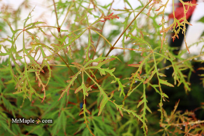 - Acer palmatum 'Vertree's Collection' Japanese Maple - Mr Maple │ Buy Japanese Maple Trees