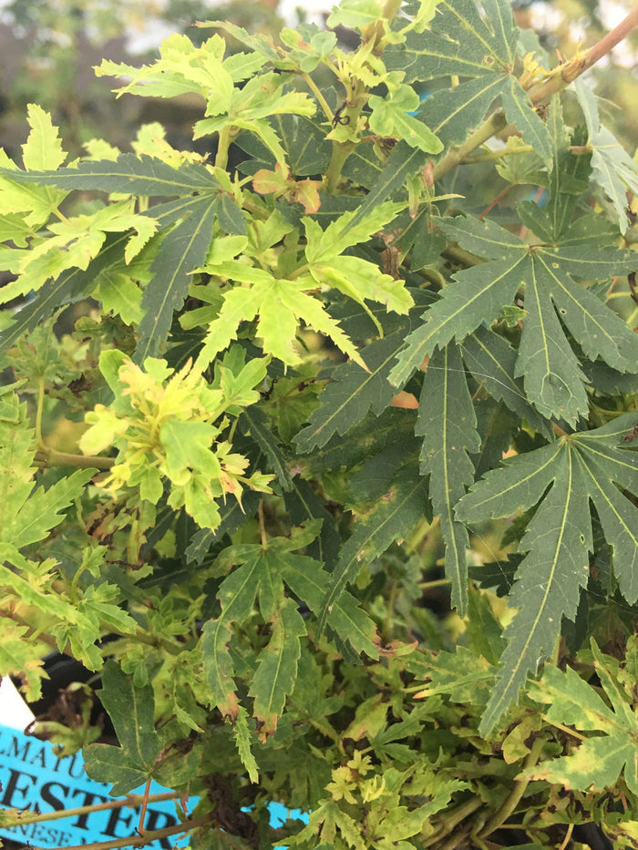 - Acer palmatum 'Winchester' Dwarf Japanese Maple - Mr Maple │ Buy Japanese Maple Trees