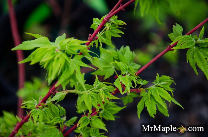 - Acer palmatum 'Winter Flame' Coral Bark Japanese Maple - Mr Maple │ Buy Japanese Maple Trees
