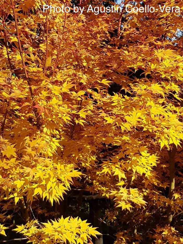 - Acer palmatum 'Winter Flame' Coral Bark Japanese Maple - Mr Maple │ Buy Japanese Maple Trees