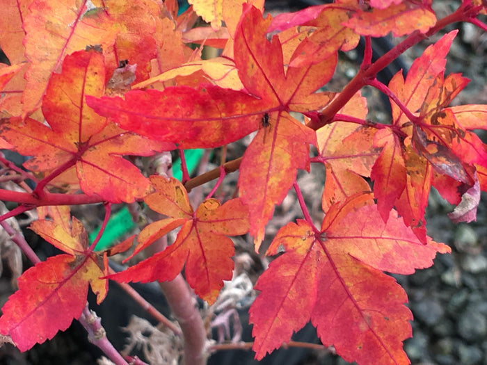- Acer palmatum 'Winter Flame' Coral Bark Japanese Maple - Mr Maple │ Buy Japanese Maple Trees