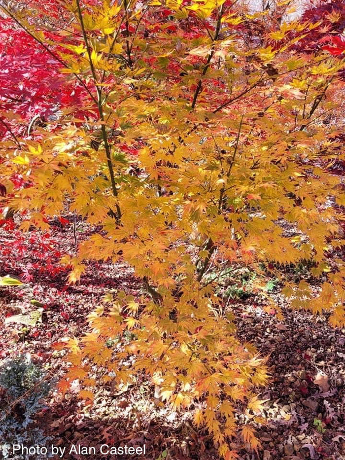 - Acer palmatum 'Yellow Bird' Japanese Maple - Mr Maple │ Buy Japanese Maple Trees