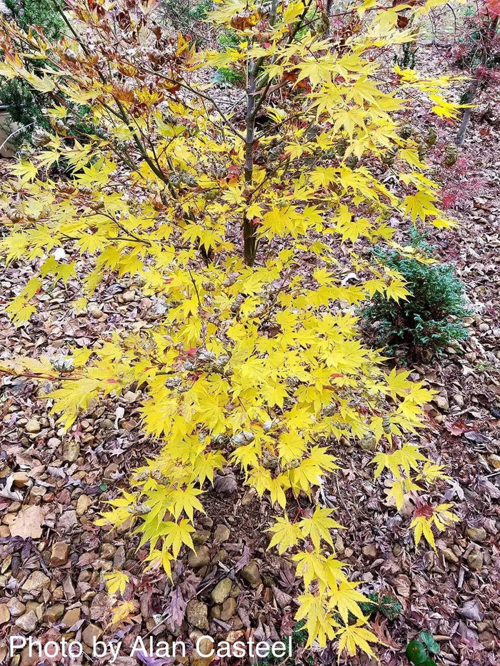 - Acer palmatum 'Yellow Bird' Japanese Maple - Mr Maple │ Buy Japanese Maple Trees