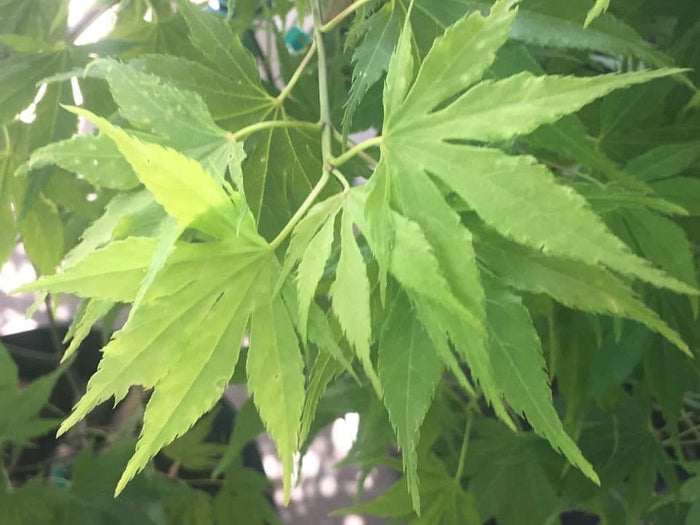 - Acer palmatum 'Yellow Bird' Japanese Maple - Mr Maple │ Buy Japanese Maple Trees