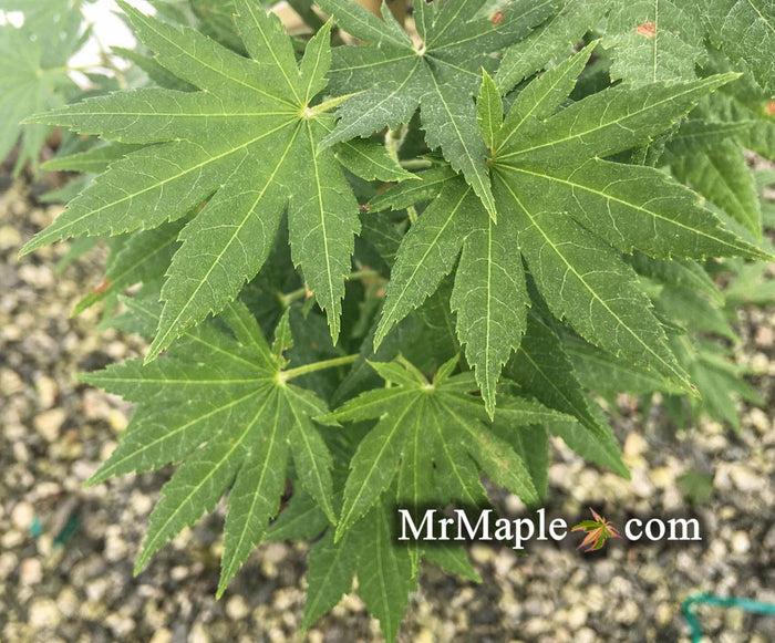 - Acer pseudosieboldianum 'Select' Columnar Cold Tolerant Maple - Mr Maple │ Buy Japanese Maple Trees