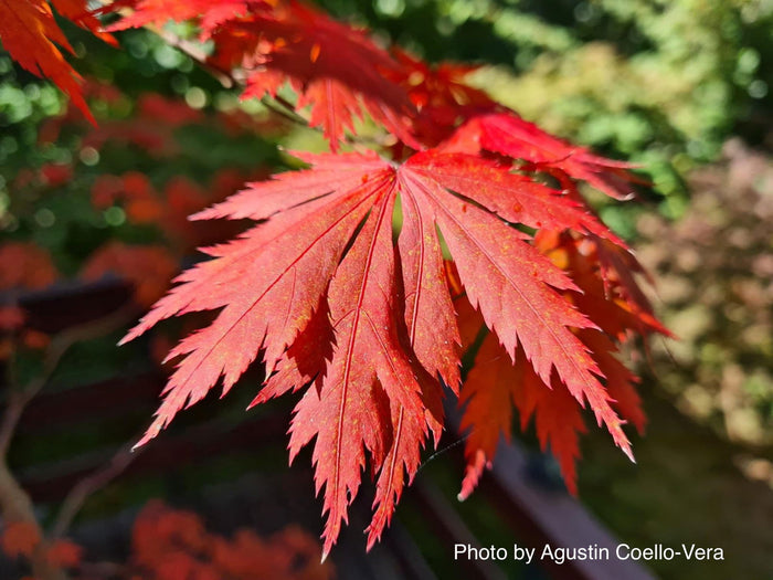 - Acer shirasawanum 'Gloria' Full Moon Japanese Maple - Mr Maple │ Buy Japanese Maple Trees