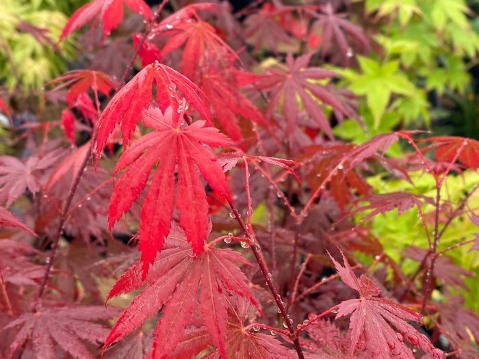 - Acer shirasawanum 'Gloria' Full Moon Japanese Maple - Mr Maple │ Buy Japanese Maple Trees