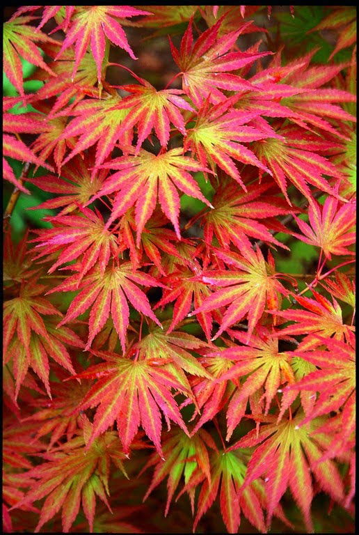 - Acer shirasawanum 'Sensu' Full Moon Japanese Maple - Mr Maple │ Buy Japanese Maple Trees